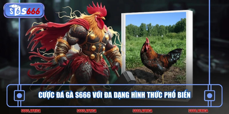 Cược đá gà S666 với đa dạng hình thức phổ biến
